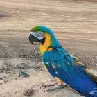 جازان حي الصفا