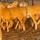 رخال صنف 20 ب 1550