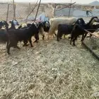 معزا عدد10 بالفحل