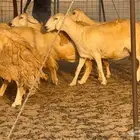 غنم حرش صنف 23 ب 1250