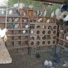 عشه حمام للبيع