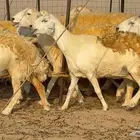 غنم صنف 35 تحتها 2