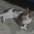 قط مرقط للتبني