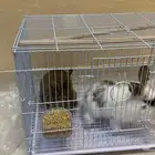 ارانب للبيع