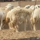 خلفات صنف فواخر