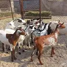 معزا مقاني تم البيع