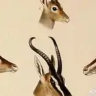 غزال ريم ذكر.