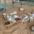 أرانب بلدية مشروع أمهات صحة 100