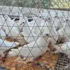 حمام فرنسي أبيض جامبو