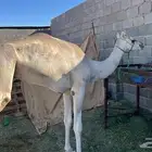 قعود حق ابوه رعد بطشان الهرش