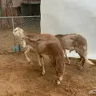 سواكني مرابي