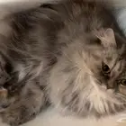 قطه شيرازي للتبني