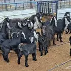 معزا عوارض صنف