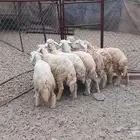 طليان ورخال تربيه