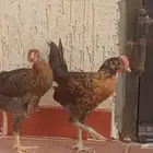 ديك ودجاجة للبيع