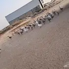 وز عراقي منتج و فاخر العدد58