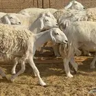 غنم حرش 47 ب 1250