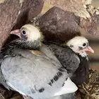 زغاليل بلدي