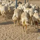 غنم صنف جروم ناهيه ووبره