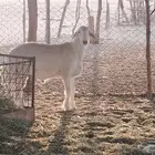 مشروع فحل طيب