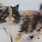 قطط كيتن هاف بيكي للبيع في جده