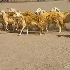 غنم صنف 34 ب 1250