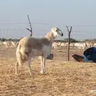 طلي فحل فاخر