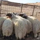 خرفان نعيم للبيع