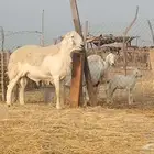 طلي فحل مشروط تم البيع