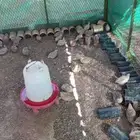 سمان عدد فوق 200