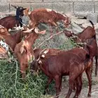 معزا دهم 15 بفحلها تم البيع