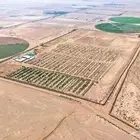 مزرعة للبيع في حائل