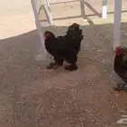 عدد 2 ديك براهما دارك العمر 7 شهور تقريبا