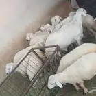 خرفان للبيع مناسبات