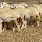 رخال صنف 25 ب 1550