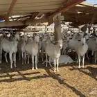 ماعز 125 راس الموقع القنفذة