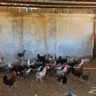 العمر 1 سنة و اكثر