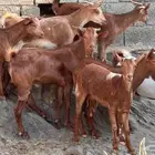 معزا دهم 7 بفحلها