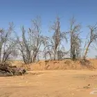 أشجار أثل معمرة للبيع