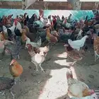 دجاج تركي وفرنسي