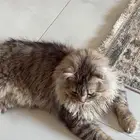 قط شيرازي غير معقم تبني ذكر عمره 4 اشهر لطيف جدا