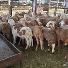 طليان سواكني حمري ربعان كبار مناسبة للمناسبات والزواجات