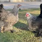 ديك و دجاجتين براهما