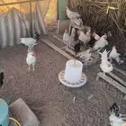 ديوك بلدية فاخرة