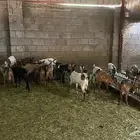 جذعان بلدي للبيع