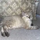 للبيع قطة هملاي العمر ثلاث شهور