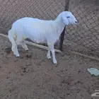 رخل سمين شحم للبيع