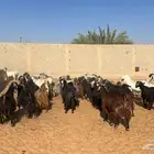 معزا عارضيه للبيع