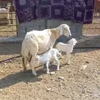 متاومه تحتها اثنين