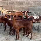 معزا دهم جذعات 6 بالفحل